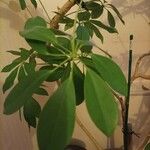 Schefflera actinophylla Foglia