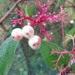 Cornus racemosa Frukt