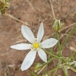 Ornithogalum gussonei Floare