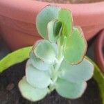 Kalanchoe marnieriana Leaf