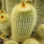 Parodia lenninghausii Fuelha