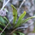 Lepisorus thunbergianus Leaf
