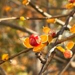 Celastrus orbiculatus Fruit