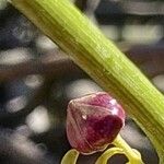 Cynanchum viminale Fruto