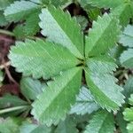 Potentilla reptans Blad