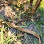 Leersia hexandra Blüte