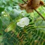 Merremia aegyptia Blomst