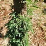 Vachellia drepanolobium Escorça