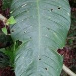 Philodendron inaequilaterum Hoja