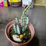 Euphorbia greenwayi Hoja
