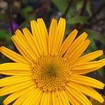 Buphthalmum salicifolium Flower