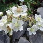 Potentilla alchimilloides फूल