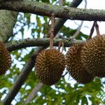 Durio zibethinus Fruit