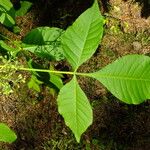 Ptelea trifoliata Лист