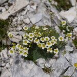 Saxifraga squarrosa Flower