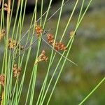 Juncus filiformis 形態