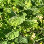 Mentha × villosa برگ