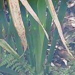Iris forrestii Leaf