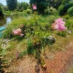 Filipendula rubra Habit