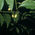 Anaxagorea prinoides Leaf