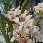 Cymbidium spp.Flower