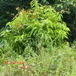 Passiflora coccinea 整株植物