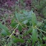 Coreopsis tripteris Листок