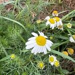 Tripleurospermum maritimum Floro