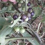 Solanum nigrum Gyümölcs