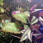 Episcia cupreata ᱥᱟᱠᱟᱢ