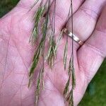 Festuca flavescens Flor