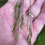 Festuca flavescensFlor