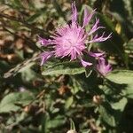 Centaurea decipiens Blomst