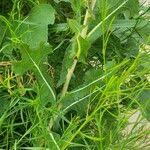 Lactuca serriola Foglia