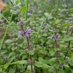 Mentha arvensis花