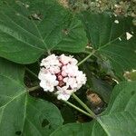 Clerodendrum chinense Flower