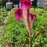 Celosia argenteaŽiedas