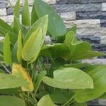 Echinodorus cordifolius Leaf
