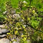 Prionosciadium thapsoides Blüte