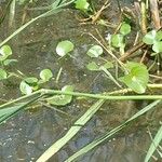 Heteranthera reniformis Folha