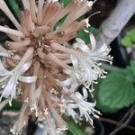 Sansevieria metallica Flor