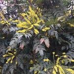 Berberis japonicaЦветок