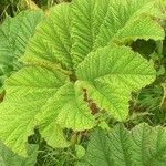 Gunnera insignis Leaf