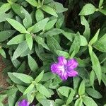 Ruellia longepetiolata Цвят