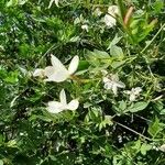 Jasminum grandiflorum Flor