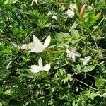 Jasminum grandiflorum Kukka