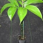 Amorphophallus konjac Leaf