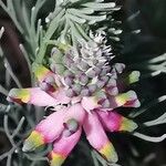 Platycapnos spicata Flower