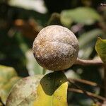Khaya anthotheca Frukto