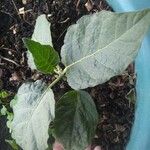 Solanum paniculatum Blatt